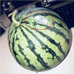 呼市网红吃瓜,揭秘幕后故事与热门话题