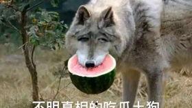 我们只知道吃瓜,揭秘吃瓜背后的文化现象与心理效应