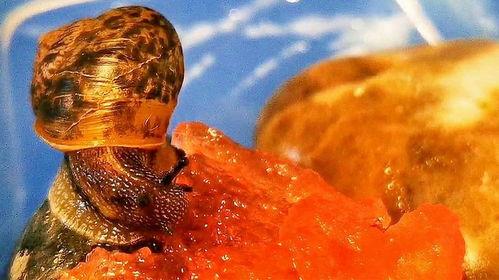 道具吃瓜小牛,揭秘神秘道具背后的神奇力量