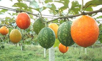 吃吊瓜可以吃栗子,美味双享的秋季佳肴搭配