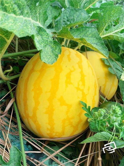 海对面吃瓜,一场跨越海洋的美食之旅