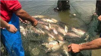 上东湖吃瓜,夏日吃瓜盛宴，品味生活百态