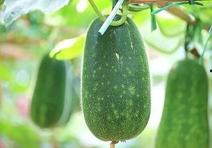 吃瓜新鲜的瓜,揭秘吃瓜新鲜瓜的奥秘