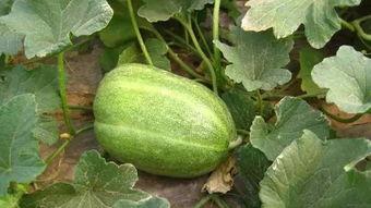 自己种的瓜吃,瓜香满园的田园生活体验