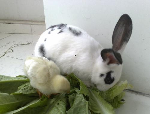 兔子吃不吃梨瓜,探究兔子对梨瓜的喜好