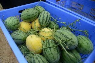 吃瓜群怎么找,轻松找到热门话题的聚集地