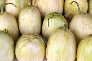 哺乳可以吃蒲瓜,蒲瓜美食之旅