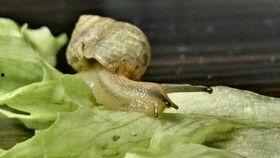 蜗牛快速吃瓜,揭秘快速吃瓜的秘密