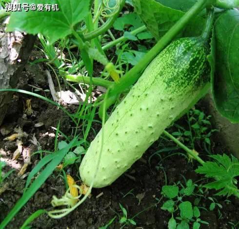 优质头像吃瓜,揭秘优质头像背后的吃瓜故事