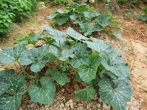 广西靖西吃瓜事件,一场引发社会热议的街头冲突”