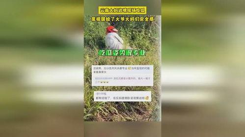 云南大爷大妈吃瓜,共享欢乐时光